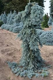 Ялина колюча Glauca Pendula 2 річна, Ель колючая Глаука Пендула, Picea pungens Glauca Pendula, фото 1