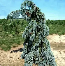 Ялина колюча Glauca Pendula 2 річна, Ель колючая Глаука Пендула, Picea pungens Glauca Pendula, фото 6