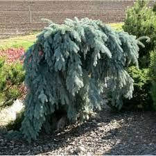 Ялина колюча Glauca Pendula 2 річна, Ель колючая Глаука Пендула, Picea pungens Glauca Pendula, фото 4