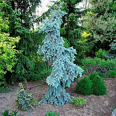 Ялина колюча Glauca Pendula 2 річна, Ель колючая Глаука Пендула, Picea pungens Glauca Pendula, фото 5