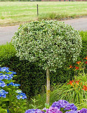 Бересклет Форчуна Emerald Gaiety 2 річний на штамбі, Бересклет Форчуна Эмеральд Гаети, Euonymus fortunei, фото 2