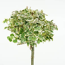 Бересклет Форчуна Emerald Gaiety 2 річний на штамбі, Бересклет Форчуна Эмеральд Гаети, Euonymus fortunei, фото 5