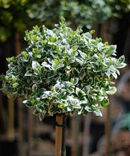 Бересклет Форчуна Emerald Gaiety 2 річний на штамбі, Бересклет Форчуна Эмеральд Гаети, Euonymus fortunei, фото 3