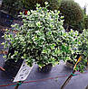 Бересклет Форчуна Emerald Gaiety 2 річний на штамбі, Бересклет Форчуна Эмеральд Гаети, Euonymus fortunei, фото 10