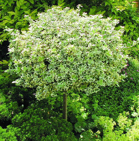 Бересклет Форчуна Emerald Gaiety 2 річний на штамбі, Бересклет Форчуна Эмеральд Гаети, Euonymus fortunei, фото 1