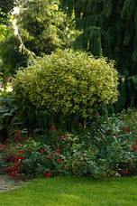 Бересклет Форчуна Emerald 'n' Gold 2 річний на штамбі, Бересклет Форчуна Эмераль энд Голд, Euonymus fortunei, фото 2