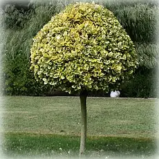 Бересклет Форчуна Emerald 'n' Gold 2 річний на штамбі, Бересклет Форчуна Эмераль энд Голд, Euonymus fortunei, фото 3