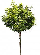 Бересклет Форчуна Emerald 'n' Gold 2 річний на штамбі, Бересклет Форчуна Эмераль энд Голд, Euonymus fortunei, фото 4