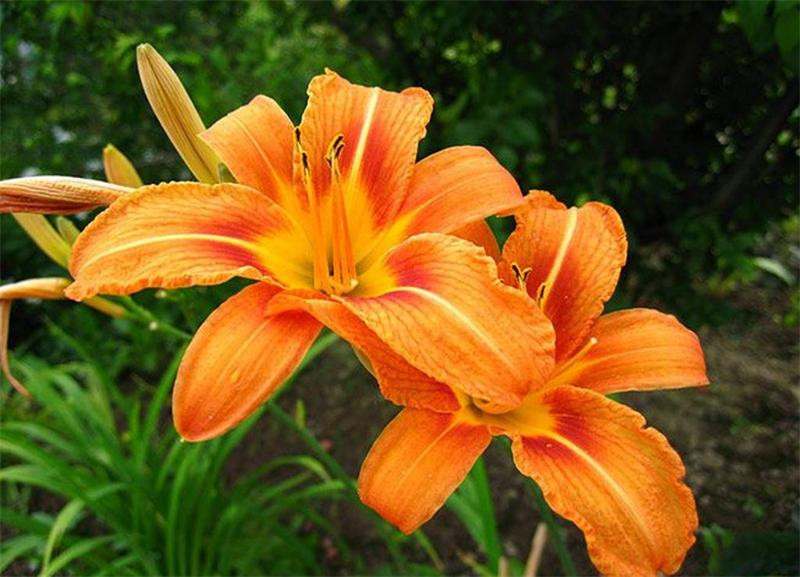 Лилейник Рыжий Или Буро-желтый (Н. Fulva) 3шт — Купить Недорого на Bigl ...