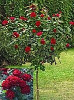Троянда Барбара, на штамбі 100 - 110 см