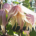 Саджанці Клематиса княжик Пінк Свінг (Clematis Pink Swing) Р9, фото 2