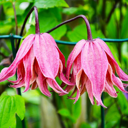 Саджанці Клематиса княжик Пінк Свінг (Clematis Pink Swing) Р9, фото 1