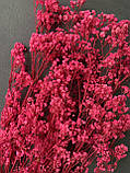 Гіпсофіла стабілізована яскраво рожева 100 гр, фото 3