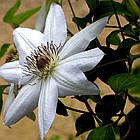 Саджанці Клематиса Анна Каролина (Clematis Anna Karolina) Р9, фото 3