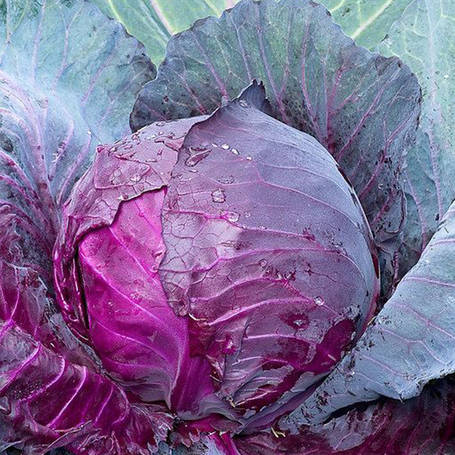 Капуста червоноголова