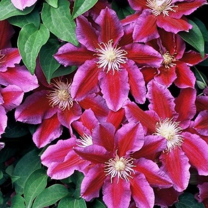 Саджанці Клематиса Хания (Clematis Hania) Р9, фото 1