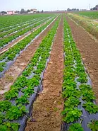 Розсада полуниці Крапо 10 - ремонтантна, крупноплідна, соковита, фото 4