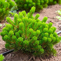 Саженцы Сосны горной Монтана (Pinus mugo Montana)