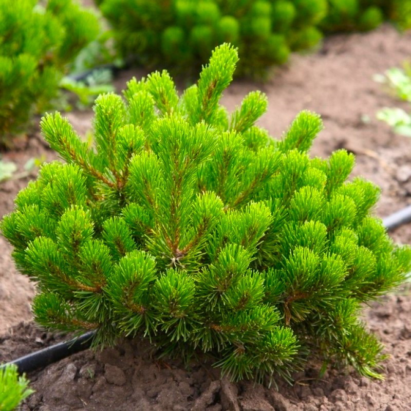 Саженцы Сосны горной Монтана (Pinus mugo Montana) - фото 1 - id-p1370148414