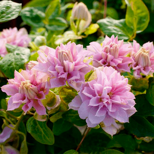 Саджанці Клематиса махрового Дансінг Смайл (Clematis Dancing Smile) P9, фото 1