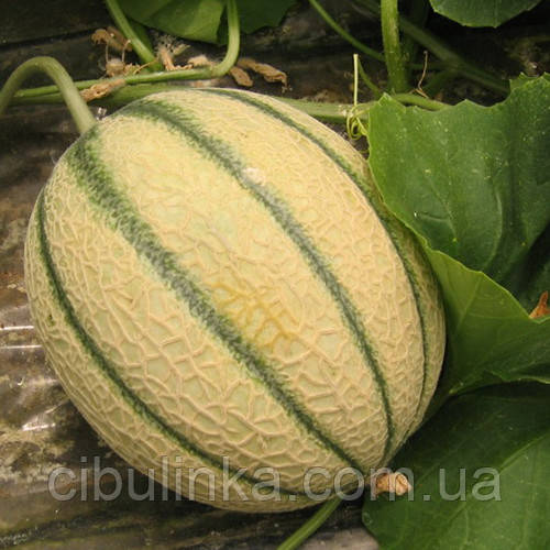 Диня Канталупа (середньостигла) 10 шт, фото 1