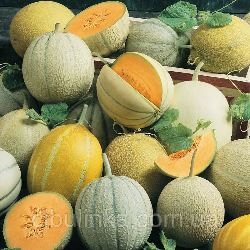 Диня Солодкий ранній мікс 10 шт, фото 1