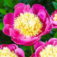 Пион Bowl of Beauty Анемоновидный Розовый Саженцы 1шт. Florium