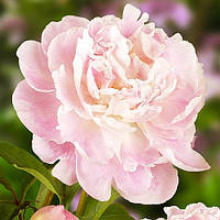 Пион Catharina Fontijn Травянистый Белый, бежевый, кремовый, Розовый Саженцы 1шт. Florium
