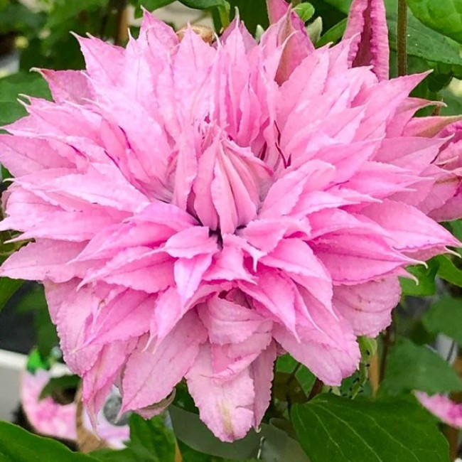 Саджанці Клематиса махрового Мульти Пінк (Clematis Multi Pink) Р9