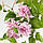 Саджанці Клематиса махрового Мульти Пінк (Clematis Multi Pink) Р9, фото 3