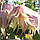 Саджанці Клематиса княжик Пінк Свінг (Clematis Pink Swing) Р9, фото 3