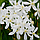 Саджанці Клематиса вічнозеленого Арманда Сноу Дріфт (Clematis Snow Drift) Р9, фото 3