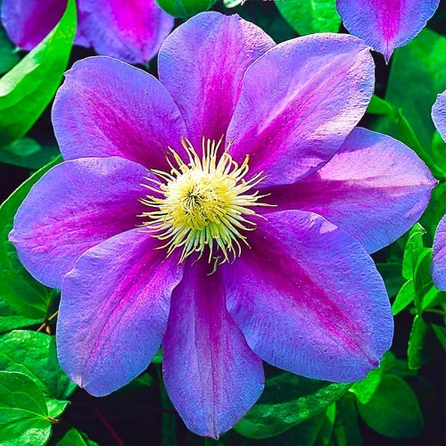 Саджанці Клематиса Акаїші (Clematis Akaishi) Р9