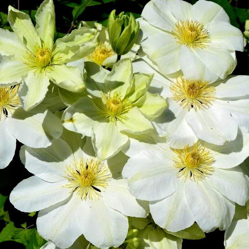 Саджанці Клематиса Джернсі Крем (Clematis Guernsey Cream) Р9