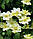 Саджанці Клематиса Джернсі Крем (Clematis Guernsey Cream) Р9, фото 3