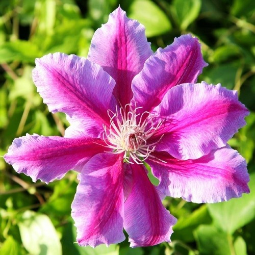 Саджанці Клематиса Доктор Руппел (Clematis Doctor Ruppel) Р9