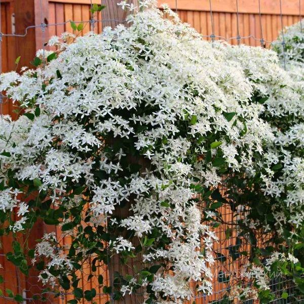Саджанці Клематиса Маньчжурского (Clematis Mandschurica) Р9