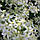 Саджанці Клематиса Маньчжурского (Clematis Mandschurica) Р9, фото 3
