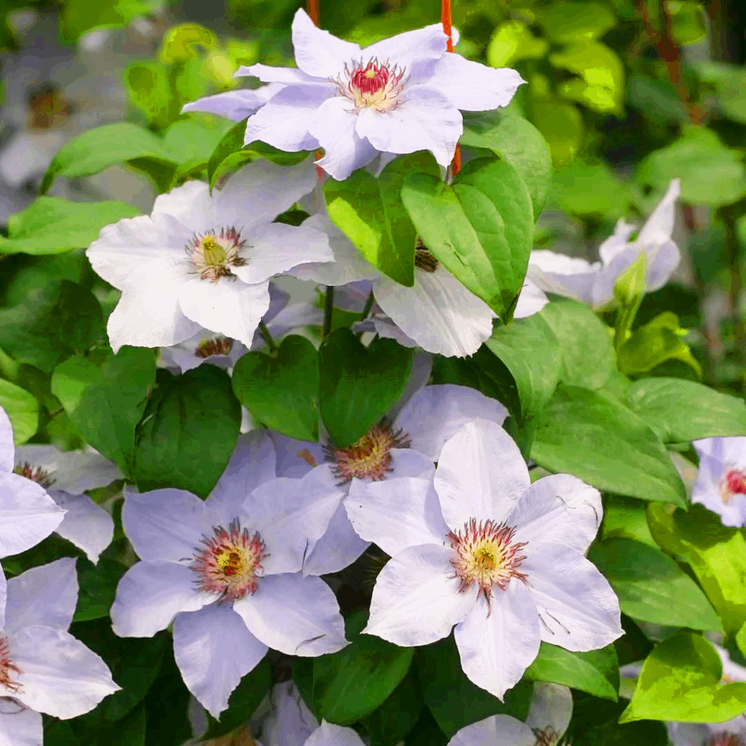 Саджанці Клематиса Белла (Clematis Bella) Р9