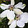 Саджанці Клематиса Белла (Clematis Bella) Р9, фото 3