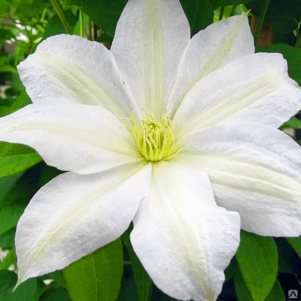 Саджанці Клематиса Роко-Колла (Clematis Roko-Kolla) Р9
