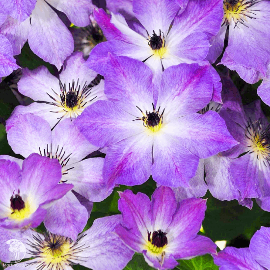 Саджанці Клематиса Клаудберст (Clematis Cloudburst) Р9