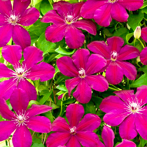 Саджанці Клематиса Руж Кардинал (Clematis Rouge Cardinal) Р9