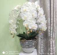 Латексна Орхідея Преміум на 5 гілочок