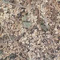 1 кг Бузина цвет сушеный (Свежий урожай) лат. Sambucus