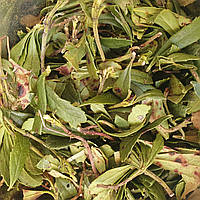 1 кг Зимолюбка трава сушеная (Свежий урожай) лат. Chimаphila umbellаta