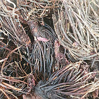 1 кг Красная щетка/родиола корень сушеный (свежий урожай) лат. Rodiola guadrefida