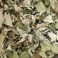 1 кг Ліщина звичайна листя сушені (Свіжий урожай) лат. Córylus avellána