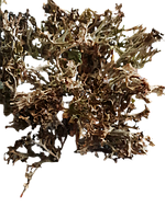 1 кг Цетрария исландская/исландский мох сушеный (Свежий урожай) лат. Cetrária islándica