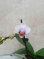 Орхидея мультифлора Kollibri миди